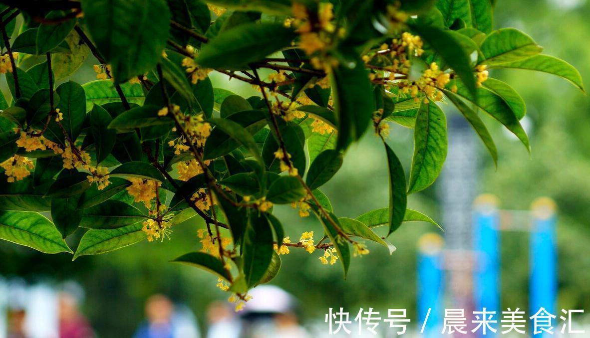 山鸟$“人闲桂花落，夜静春山空”，原来古时的春夜还有桂花飘香