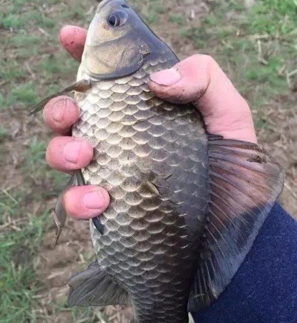 深水|冬钓深?钓浅?这几个实战经历,能让你的冬钓技巧提升2个档次