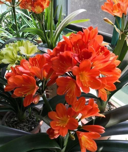 想让君子兰|养护君子兰,2个肥料轮流用,一种长厚叶,一种开大花