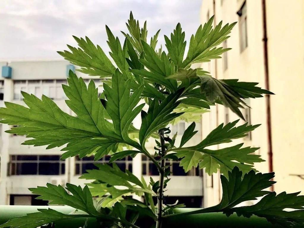 卧室养花就养它们,有香气又杀菌,改善睡眠