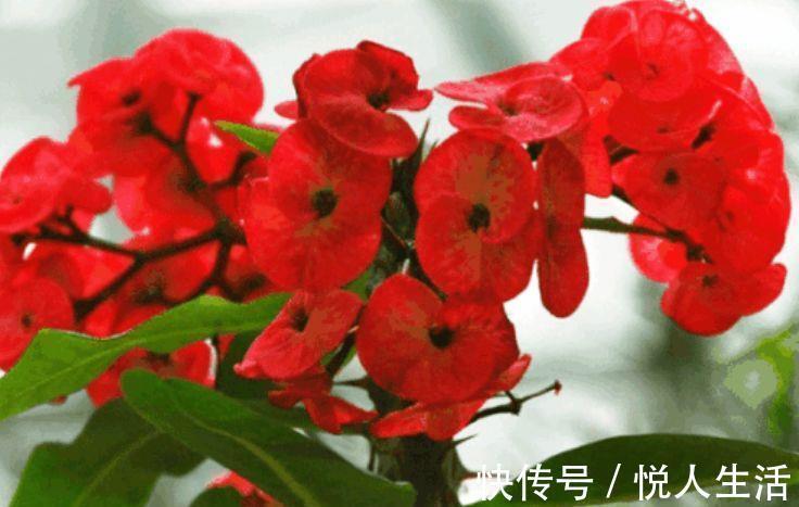 适合养在阳台的花，花大色艳真漂亮，谁养谁上瘾