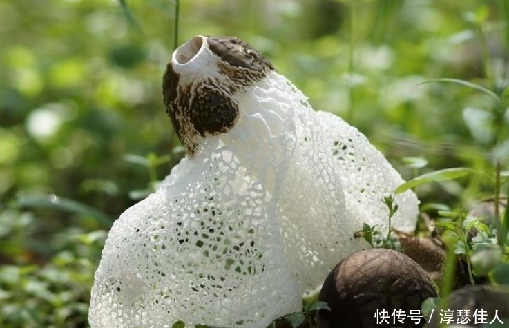 这3种农村野菜营养丰富,外形奇特,最后1种没多少人吃过