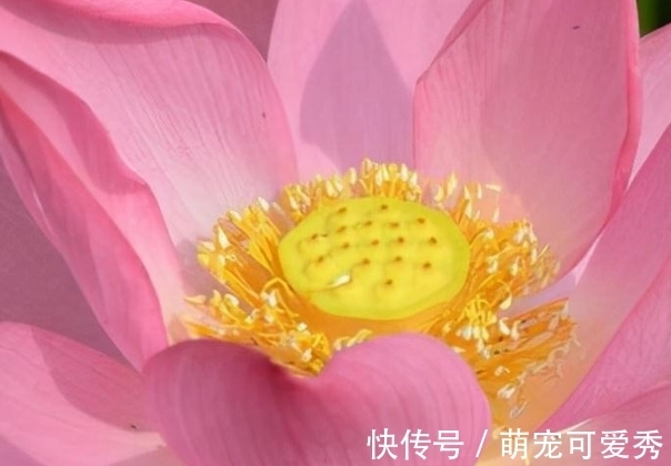 属相兔|到了年底，吉星照耀，4属相走上发财路，聚八方之财，花开富贵