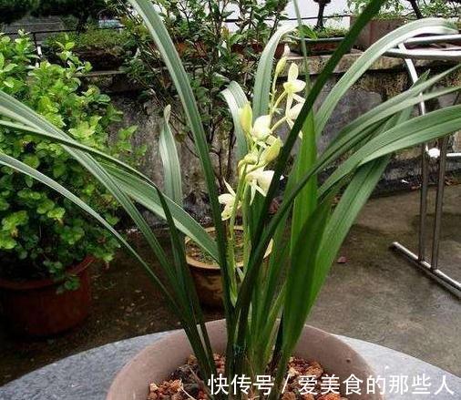 兰花不开花，抓住2个关键点，喂上2种水，根壮芽多，花量翻倍