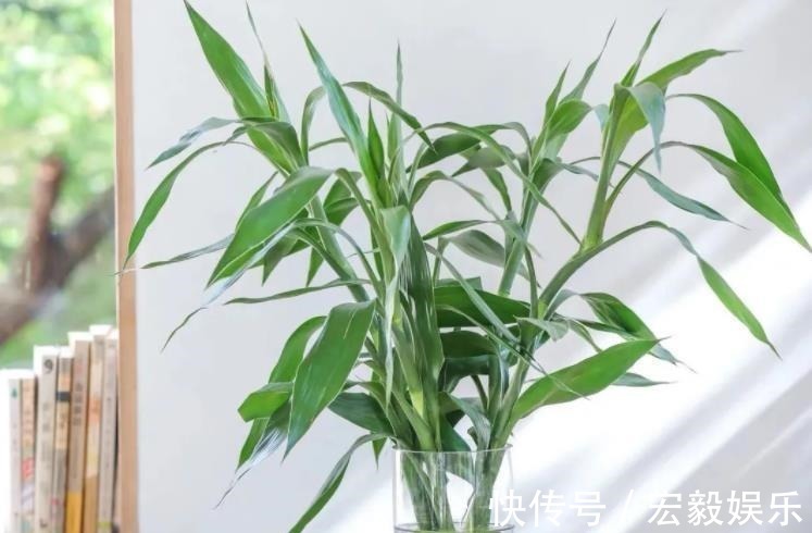 6种“吉利花”养在客厅里,一帆风顺,运气好,日子越过越顺当