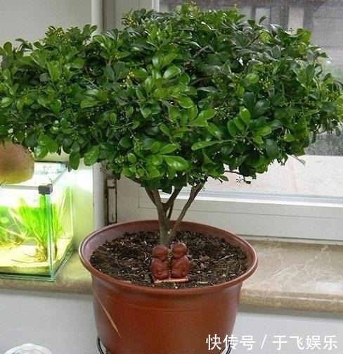 阳台养盆“米兰花”,胜似天然香水,晒一晒,味更大!