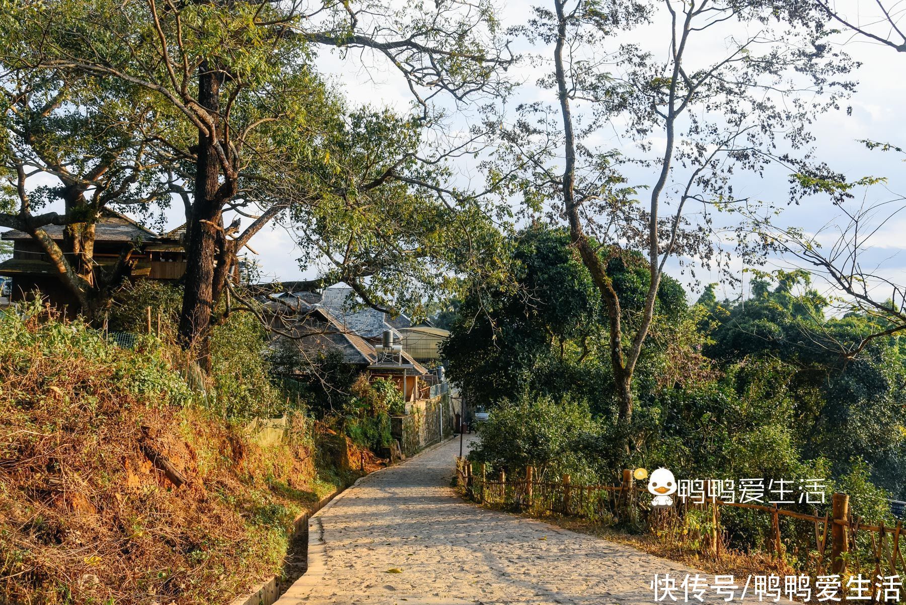 ?千年布朗古寨隐藏在景迈山中，民风淳朴景色优美，仿佛世外桃源