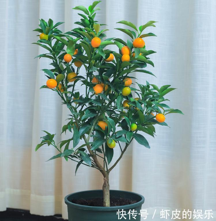 阳台上|很好养的3种小树,阳台露台都可以养,寓意好越养越旺净化空气