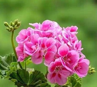 家里再有种“东西”可别扔,春天用来养花,透水又透气,好用!