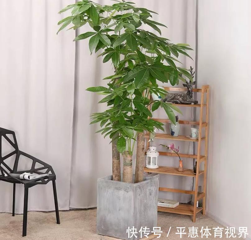 龙骨花|养花6年,4种花一直不舍得扔,现在越看越大气