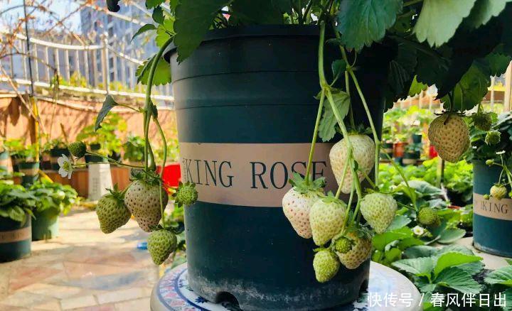 春天一定要种这3种盆栽，很好养果子多，在家享受采摘乐趣