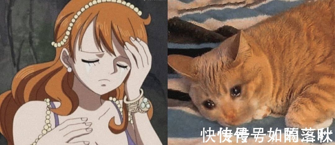 橘猫|海贼王当娜美和橘喵神同步,你更喜欢谁小贼猫才是众人所爱