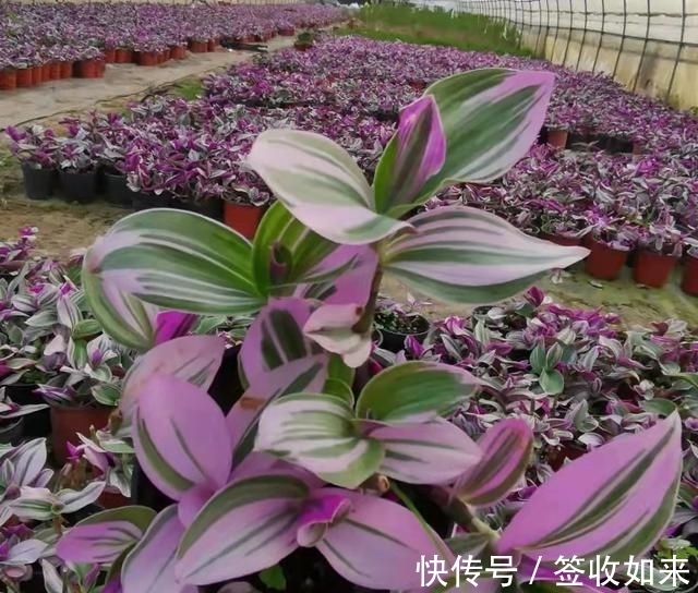 发黄|20种花卉的20个常见问题,养花人必看