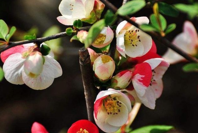 此花有着“舍身救父”的典故，怒放飘香，美得妖娆，让人赞颂！