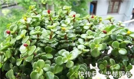 金枝玉叶怎么养才爆盆做到5点金枝玉叶很快枝繁叶茂青翠欲滴