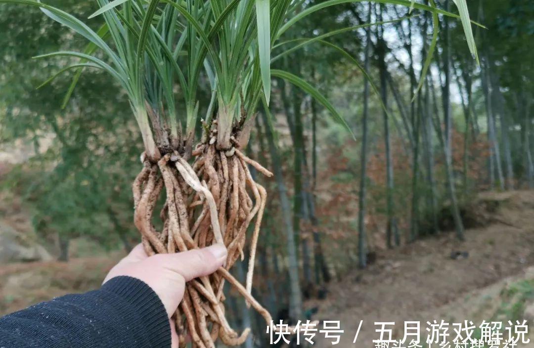 种植兰花,如果花盆中出现这两种现象,兰根茁壮兰苗旺盛就不难