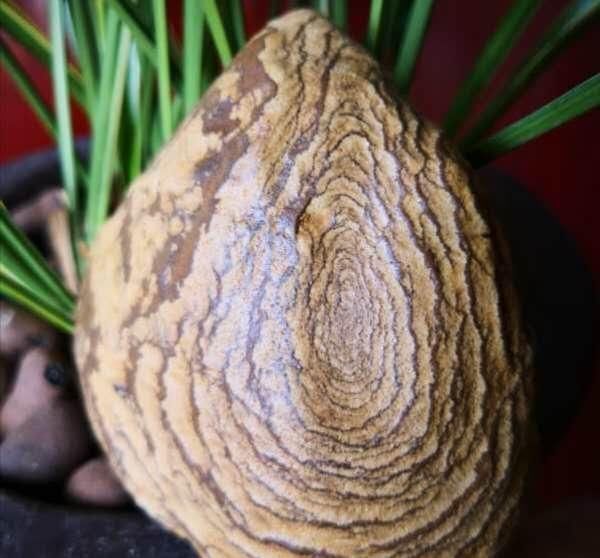 行云石居|一块像凤凰的树化玉,有个老板愿出五万购买