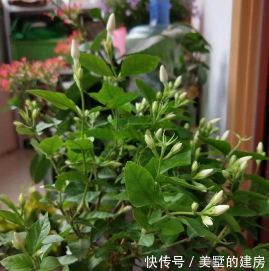茉莉花养护“小诀窍”,小苗变大树,枝叶繁茂开花多,就差这几步