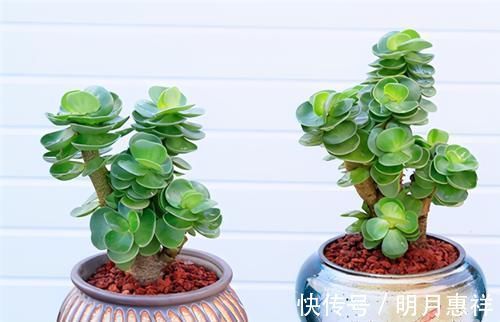 多肉金钱木，养成老桩更好看，招财旺福好运来