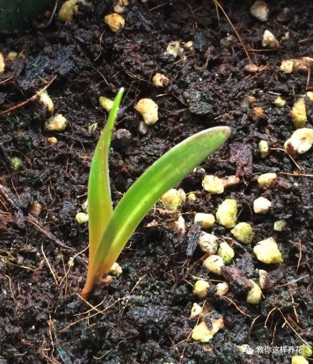 这种球乱养都能活，丢盆里1个月开花，开花太惊艳