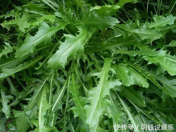 慢性肠炎|蒲公英好吃，却不能乱吃，吃蒲公英有1大禁忌，还有人傻傻不清楚