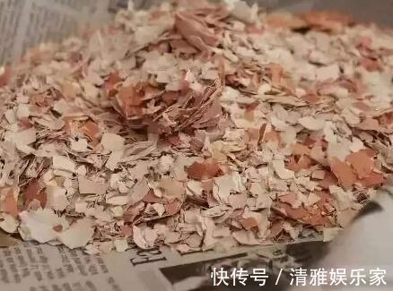 淘米|茉莉花最爱3种“肥料”,家中就有,浇一点,花大芳香、开爆盆!