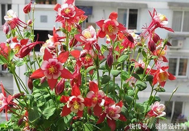 耧斗菜|此花-20度也冻不死，耐阴又好养，5元钱就能开出一院子的花