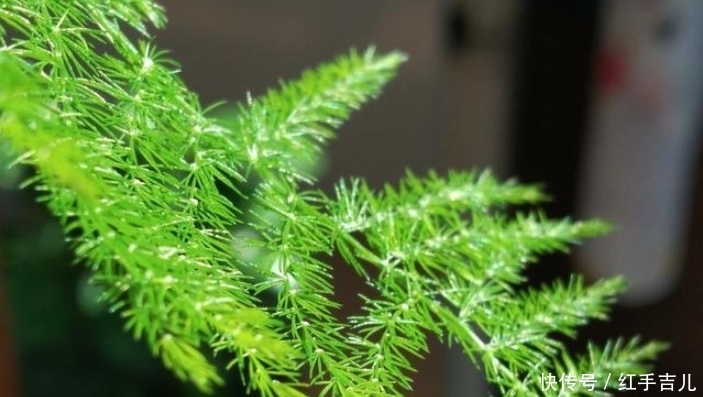 娇贵|都说文竹出了名的难养、娇贵，那么它到底好不好养呢？