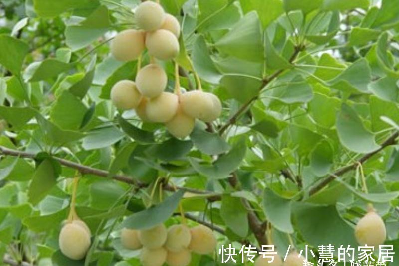 “美丽有毒”的植物，快来认识11种“毒花毒果”，不吃亏不上当