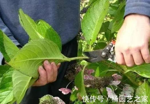 花卉|7月份以后，以下漂亮的花卉，扦插正当时，不仅环境合适生根还快