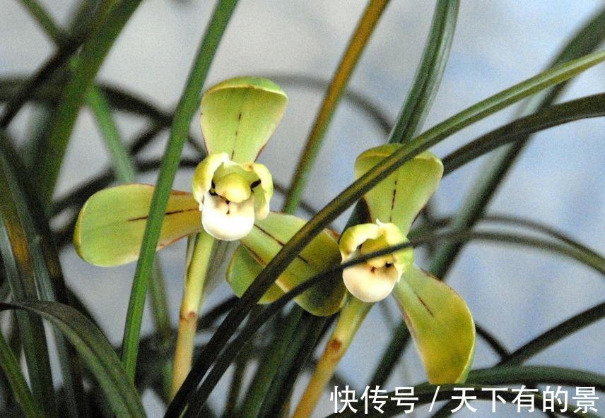 春兰|兰花这样养,花开不断,越长越好