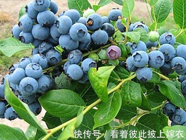 无花果|4种食物孕妈别舍不得吃,或许助你排出胎毒,预防胎儿黄疸!