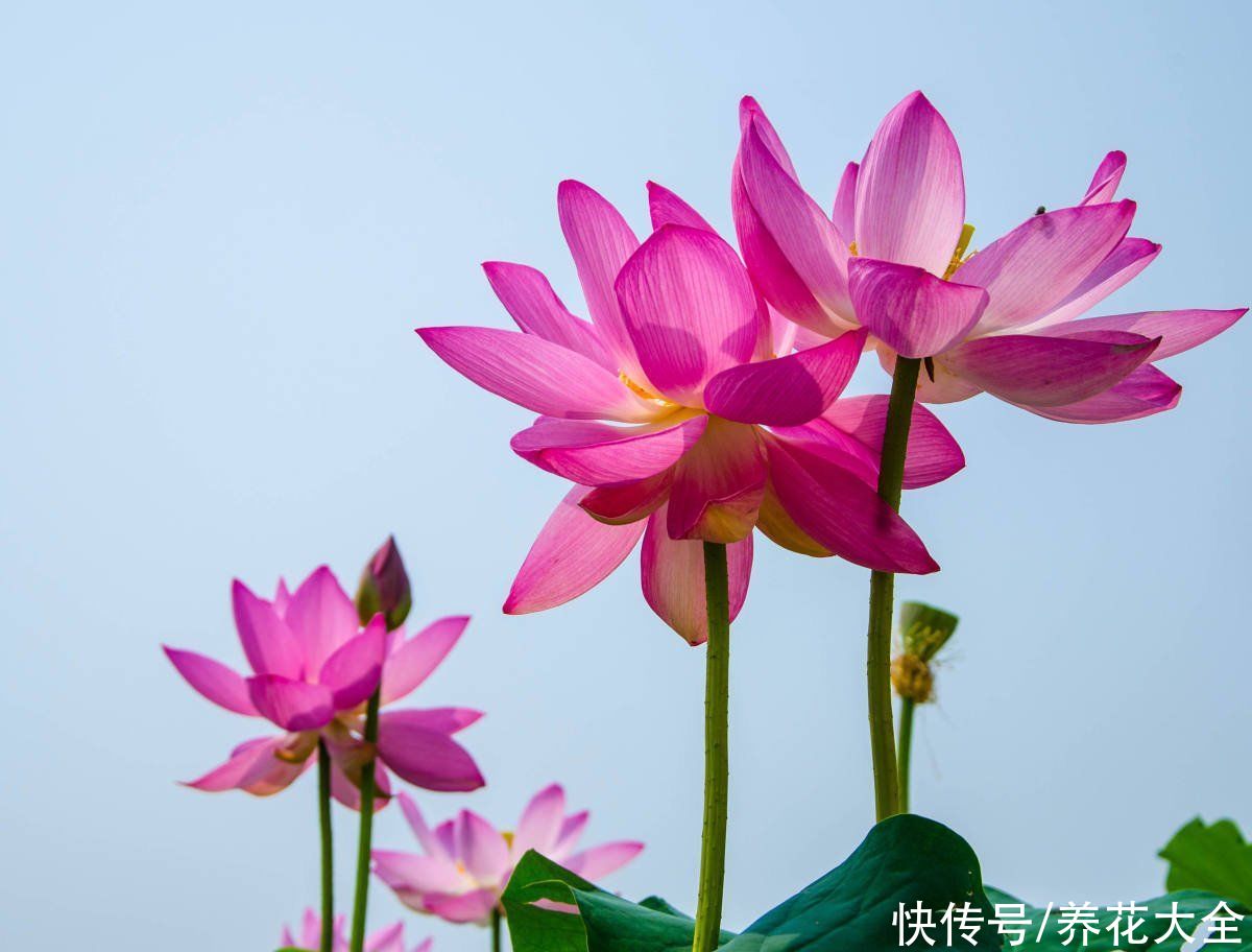  石榴花|12种幸运花，你是几月出生，最旺你的花就是那它