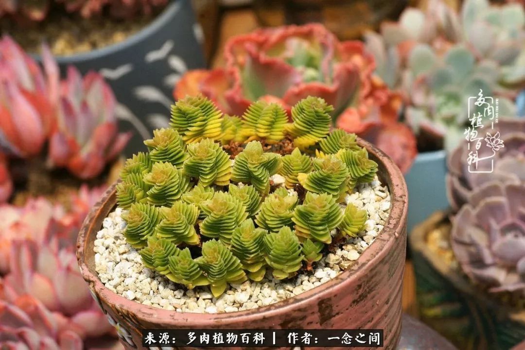 群友聊多肉没有最二只有更二,爆笑百科二群的二货二事!