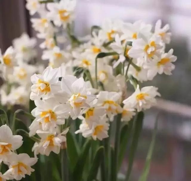 要养|这种花,要养死很难,都是抱怨它长太快了!