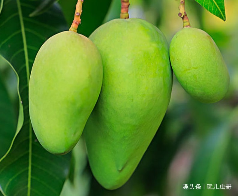 芒果肉质细腻，气味香甜，掌握一点，种出优质美味的芒果来！