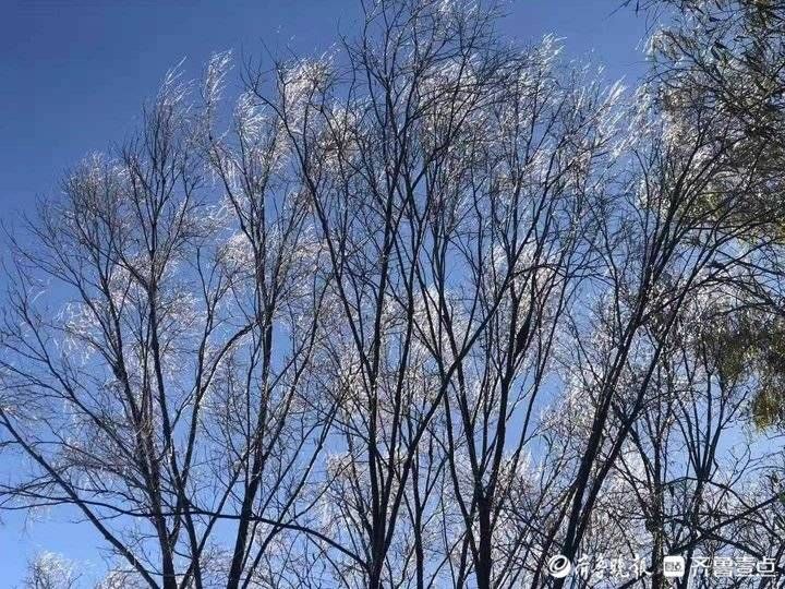 雾凇|济南跑马岭景区今冬首现雾凇！齐鲁雪乡已经“在路上”