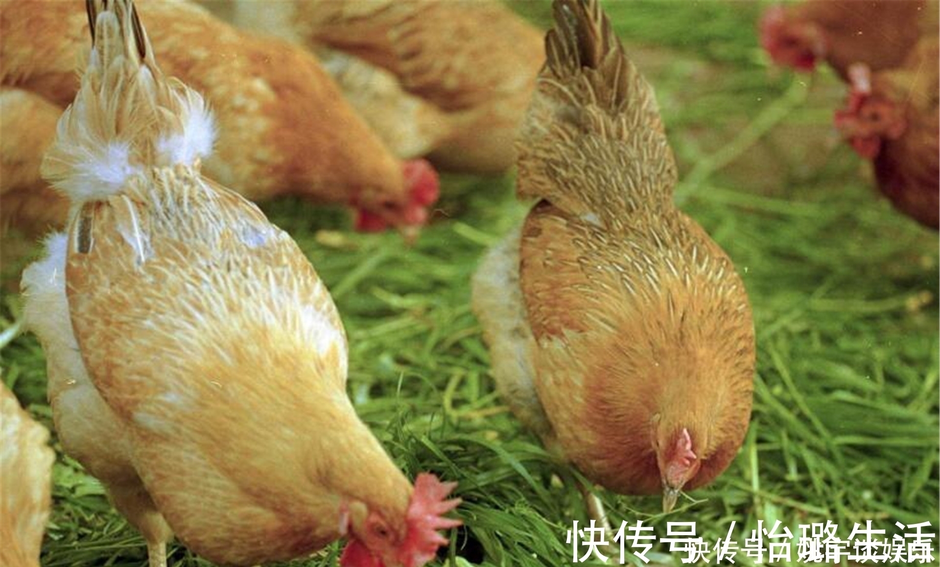 越绝书$农村土鸡“跌落神坛”,为何现在城里人,对农村土鸡没兴趣了?