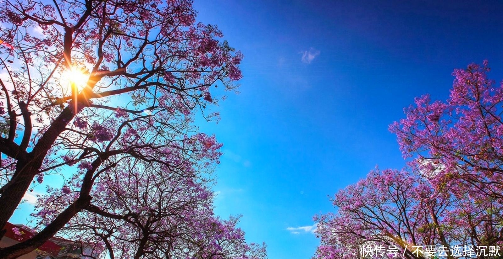 巴西来的“网红树”,一年花期仅20天,美得让人不敢相信