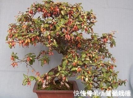 满山都是“羊奶果”，不能错过的盆景树种，做成盆景别具一格！