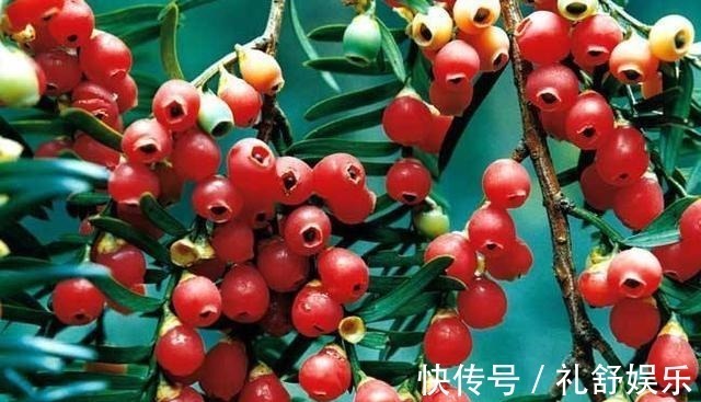 这些花长得真美,却频频灭绝,要是真没了,太可惜了!