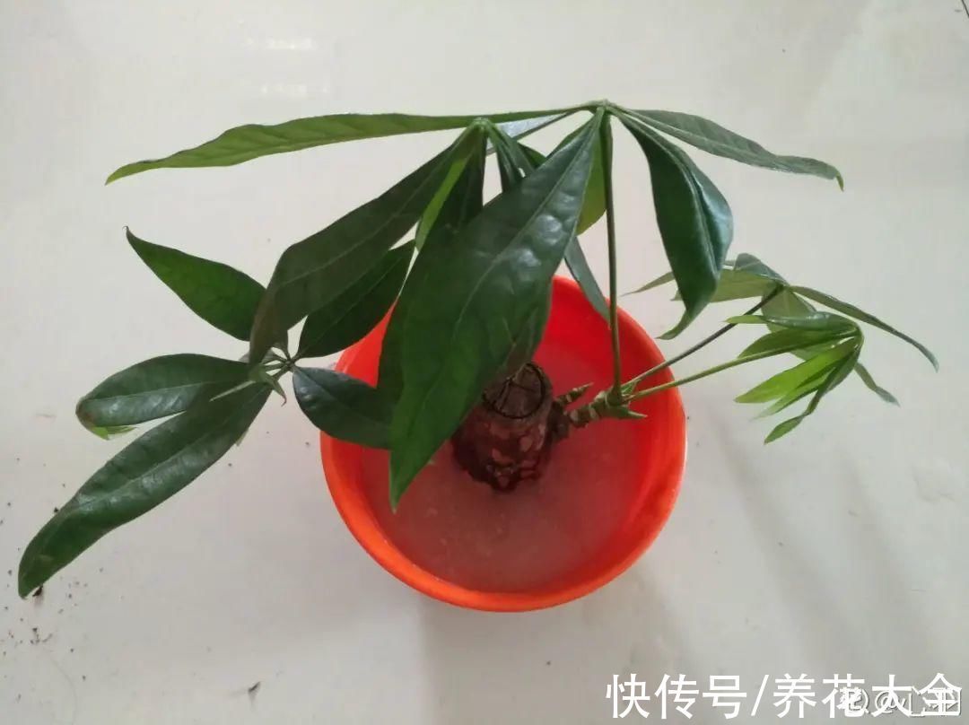 养花大棚倒闭,“贵货花”路边扔了一地,后悔没带个大麻袋