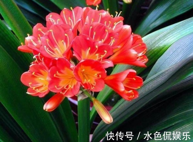 这六种植物，不能常浇水，浇水过多不是烂根就是死亡，快别浇了！