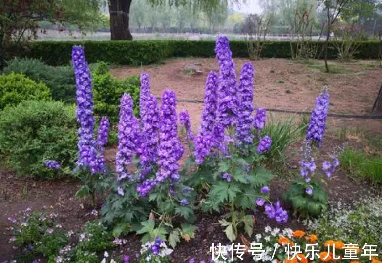 6种漂亮花,现在养一盆正当时,大雪覆盖花更艳,零下20℃也生机