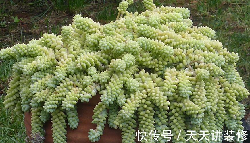 浇灌|立秋后，不要马上给多肉多浇水，多注意这几点，不空盆