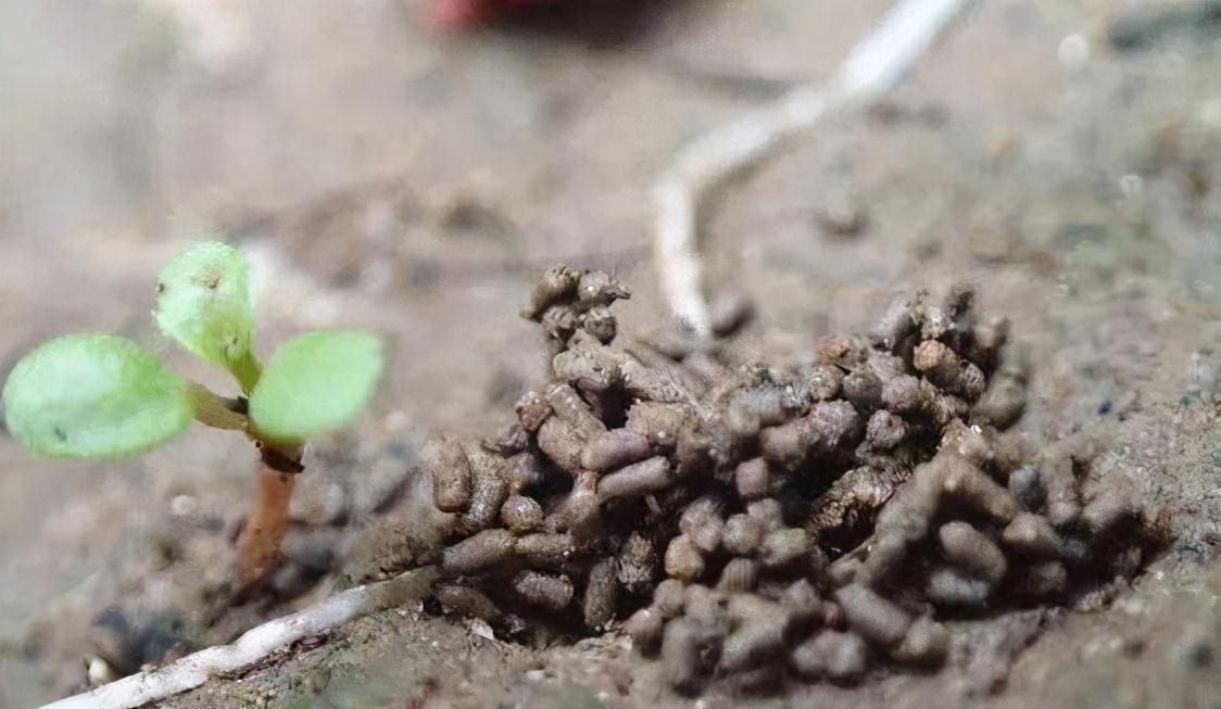 养花时总说没肥料,有机肥之王就在你脚下,用了植物就旺