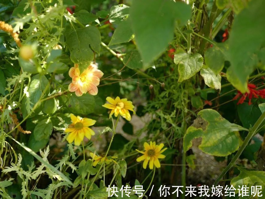 王维$王维最经典的7首诗,安静而美好,一生至少读一次