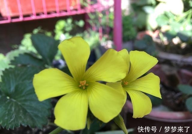 冬天|冬季阳台太单调,养3种花,颜色艳丽漂亮,开一个冬天