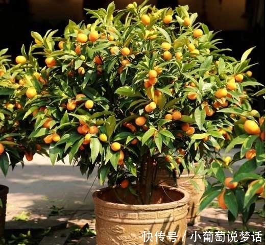 盆栽|5种水果盆栽爱爆盆,随便种一棵,都能吃半年!