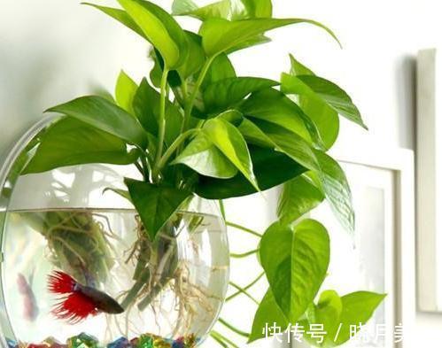 会自动吸水的漂亮盆栽,懒人们再也不用费心打理就能拥有的小绿植